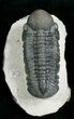 Inch Prone Reedops Trilobite - Nice Eyes #4930-4